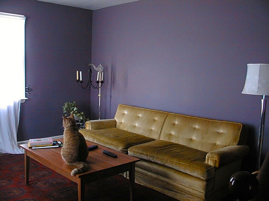 A room in a house. The walls are painted a dark, muted purple, and are otherwise bare. A velvet couch is centered against the wall. A coffee table sits in front of the couch; an orang cat sits upon the table. The cat faces away from the camera, towards a window in the far wall. Sheer drapes cover the window. 